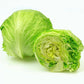 3000 ICEBERG HEAD LETTUCE Lactuca Sativa Vegetable Seeds