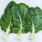 250 BARESE SWISS CHARD White Rib Perpetual Spinach Beta Vulgaris Vegetable Seeds