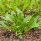 400 Monstrueux De VIROFLAY SPINACH French Spinacia Oleracea Vegetable Seeds