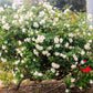 5 WHITE ROSE Rosa Bush Shrub Perennial Flower Seeds