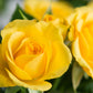 5 YELLOW ROSE Rosa Bush Shrub Perennial Flower Seeds