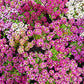 500 Sweet ALYSSUM PASTEL CARPET Mix Lobularia Maritima Flower Seeds