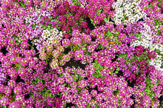 500 Sweet ALYSSUM PASTEL CARPET Mix Lobularia Maritima Flower Seeds