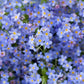 500 Blue FORGET ME NOT Myosotis Sylvatica Shade or Sun Perennial Flower Seeds