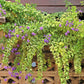 10 GOLDEN DEWDROP Duranta Erecta Repens Golden Foliage Blue Violet Purple White Flower Orange Ornamental Berry Shrub Seeds