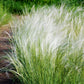 25 MEXICAN FEATHER GRASS Pony Tails Ornamental Stipa Tenuissima Nassella Seeds Wind Whisp