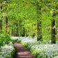 10 RAMSONS / WILD Bear GARLIC Allium Ursinum Vegetable Herb White Flower Seeds