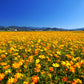 300 BRIGHT LIGHTS COSMOS Mix Mixed Colors Red Orange Yel Bipinnatus Flower Seeds