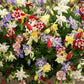50 MCKANAS GIANT COLUMBINE Mixed Colors Aquilegia Hybrida Flower Seeds