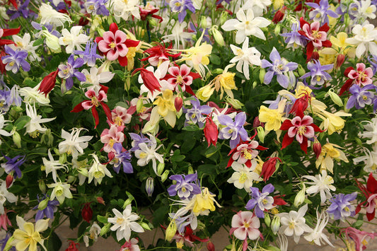 50 MCKANAS GIANT COLUMBINE Mixed Colors Aquilegia Hybrida Flower Seeds