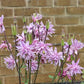 100 TALL DOUBLE COLUMBINE Aquilegia Vulgaris Mixed Colors Red, Pink, Purple, & White Flower Seeds