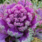 60 ORNAMENTAL KALE MIXED Colors Brassica Oleracea Flower Seeds
