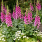 1000 DWARF FOXY MIX FOXGLOVE Digitalis Purpurea Flower Seeds