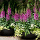 1000 DWARF FOXY MIX FOXGLOVE Digitalis Purpurea Flower Seeds