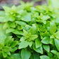 200 SPICY GLOBE BASIL Ocimum Basilicum Herb Flower Seeds