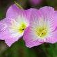1000 Showy PINK EVENING PRIMROSE (Pink Ladies / Mexican Evening) Oenothera Speciosa Flower Seeds