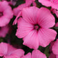 200 ROSE MALLOW MIX (Bush Mallow) Hibiscus Lavatera Trimestris Flower Seeds