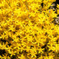 200 GOLDEN CARPET SEDUM Acre Gold Moss Stonecrop Flower Seeds