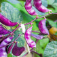 10 Ruby Moon HYACINTH BEAN Lablab Purpureus Blue Purple White Flower Ornamental Vine Seeds