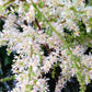 100 White OCEANSPRAY Shrub Creambush Mountain Spray Holodiscus Flower Seeds