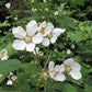 50 THIMBLEBERRY Rubus Parviflorus Edible Red Berry Fruit Native White Flower Sun or Shade Shrub Seeds