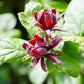 10 SWEETSHRUB Carolina Allspice Fragrant Calycanthus Floridus Shrub Flower Seeds