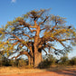 5 African BAOBAB TREE Adansonia Digitata Monkey Bread Judas Fruit Seeds