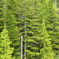 20 DOUGLAS FIR Tree Abies Pseudotsuga Menziesii Christmas Tree Blue Douglas Pine Spruce Native Evergreen Seeds