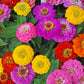 500 Mixed Colors CALIFORNIA GIANT ZINNIA Elegans Flower Seeds