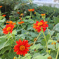 50 RED MEXICAN Torch SUNFLOWER Tithonia Rotundifolia Red Orange Flower Seeds
