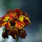 300 Mixed Colors ENGLISH Aegean WALLFLOWER Cheiranthus Cheiri Erysimum Pink Red Yellow Purple Bicolor Flower SeedsSeeds