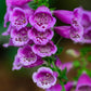 1000 PURPLE FOXGLOVE Digitalis Purpurea Flower Seeds