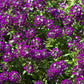 100 EASTER BONNET ALYSSUM Lobularia Maritima Bright Violet Purple Flower Seeds