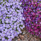 400 RAINBOW ROCKCRESS Rock Cress Large Flowered Aubrieta Cultorum Flower Seeds