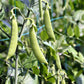 50 Super SUGAR SNAP PEA Pisum Sativum Macrocarpon Vegetable Seeds