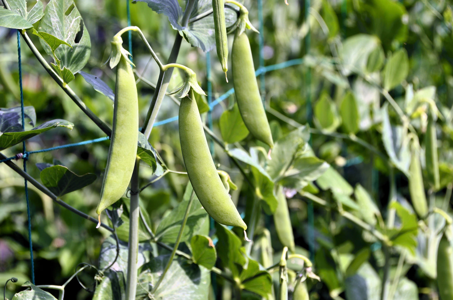 50 Super SUGAR SNAP PEA Pisum Sativum Macrocarpon Vegetable Seeds