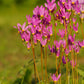 25 MIDLAND SHOOTING STAR (Flamingo Flower / Birds Bills / Prairie Pointer) Dodecatheon Meadia Flower Seeds