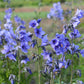 100 BLUE PEARL POLEMONIUM ( Jacobs Ladder ) Polemonium Caeruleum Flower Seeds