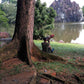 5 TRUE MAHOGANY TREE Honduran Big Leaf Sky Fruit Swietenia Macrophylla Seeds