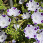 750 FIVE SPOT Nemophila Maculata White & Purple Flower Seeds