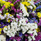 50 Pacific Mix STATICE (Sea Lavender) Mixed Colors  Limonium Sinuatum Flower Seeds