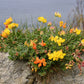 200 BIRDS FOOT TREFOIL (Birdfoot Deervetch / Cats Clover / Ground Honeysuckle) Lotus Corniculatus Fabaceae Flower Seeds