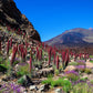 25 TOWER OF JEWELS Red Bugloss Echium Wildpretii Ruby Hummingbird Flower Seeds