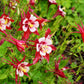 25 CRIMSON STAR COLUMBINE Red & White McKana's Giant Aquilegia Flower Seeds