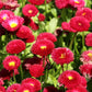 100 RED ENGLISH DAISY Bellis Perennis Double Flower Seeds