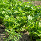 1000 PARSNIP Improved HOLLOW CROWN Pastinaca Sativa White Root Vegetable Seeds