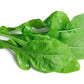 2000 ROQUETTE ARUGULA aka Rocket / Rucola / Rugula - Eruca Vesicaria Sativa Herb Vegetable Seeds