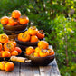 5 JAPANESE PERSIMMON Tree Asian Diospyros Kaki Orange Red Fruit Flower Seeds