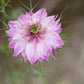 500 LOVE In A MIST PERSIAN Jewels Mixed Colors (Fennel Flower) Nigella Damascena Flower Seeds