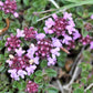 10,000 BULK LEMON THYME Thymus Pulegioides Herb Purple Flower Fragrant Evergreen Seeds